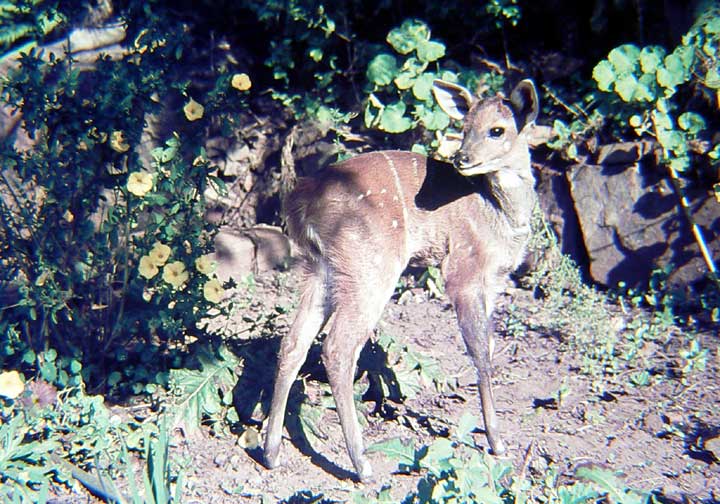 Bushbuck