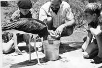 MaxFeedingStork
